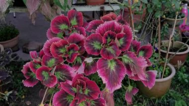 Coleus scutellarioides renkli yapraklar bitki.