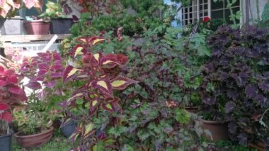 Coleus scutellarioides renkli yapraklar bitki.