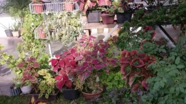 Coleus scutellarioides renkli yapraklar bitki.