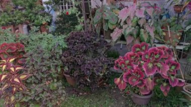 Coleus scutellarioides renkli yapraklar bitki.