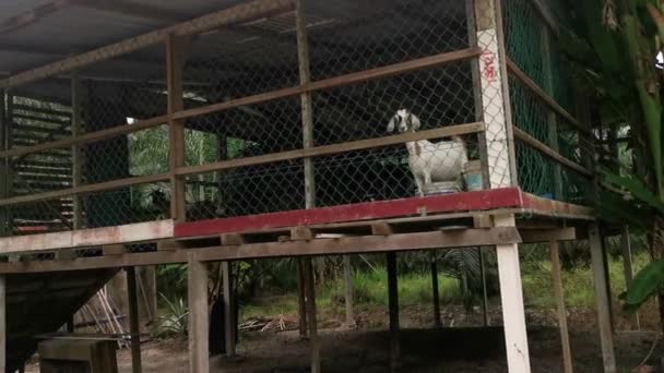 Cabra Cría Dentro Del Granero Madera — Vídeos de Stock