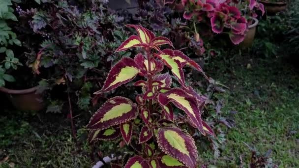 Coleus Scutellarioides Hojas Coloridas Planta — Vídeos de Stock