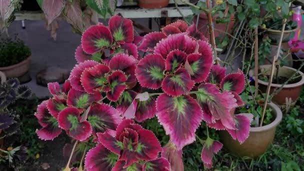 Coleus Scutellarioides Colorful Leaves Plant — Stock Video