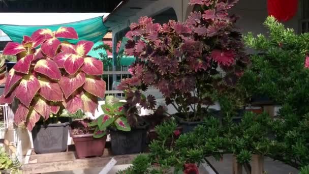 Coleus Scutellarioide Frunze Colorate Plante — Videoclip de stoc
