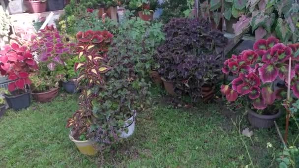 Coleus Scutellarioides Kleurrijke Bladeren Plant — Stockvideo