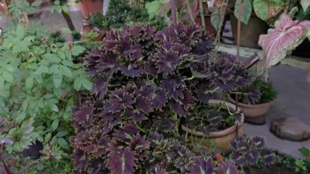 Coleus Scutellarioides Kleurrijke Bladeren Plant — Stockvideo