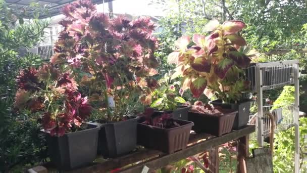 Coleus Scutellarioides Barevné Listy Rostlina — Stock video