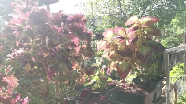 Coleus Scutellarioides Renkli Yapraklar Bitki — Stok video