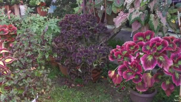 Coleus Scutellarioides Kleurrijke Bladeren Plant — Stockvideo