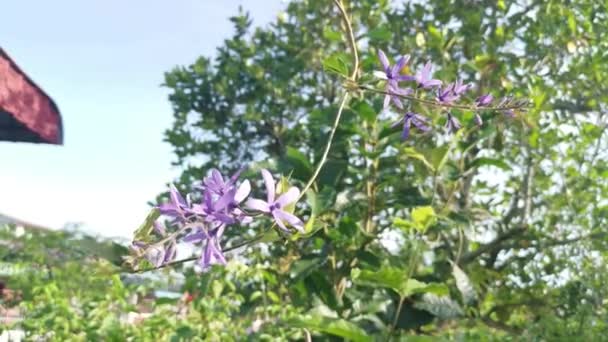 Jong Schuurpapier Wijnstok Schieten Bloem Plant — Stockvideo