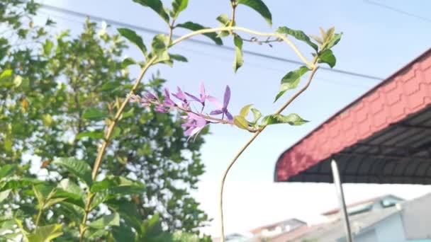 Jovem Lixa Videira Atirar Flor Planta — Vídeo de Stock