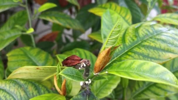 Putih Fuzzy Waxy Mealybugs Pseudococcidae Parasite Artocarpus Heterphyllus Shoot Leaves — Stok Video