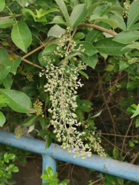 Küçük, saf Çin büyüyen ağacı..