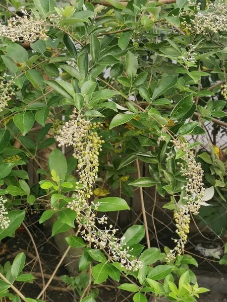 Petit Arbre Chinois Chaste — Photo