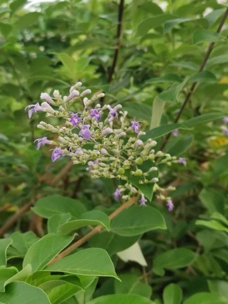 순결하게 자라는 — 스톡 사진