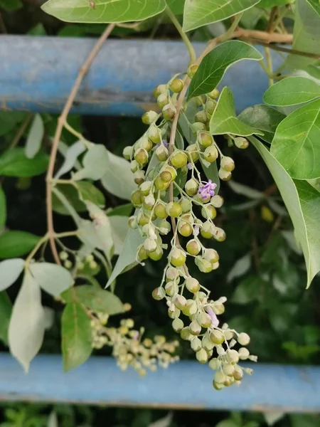 Petit Arbre Chinois Chaste — Photo