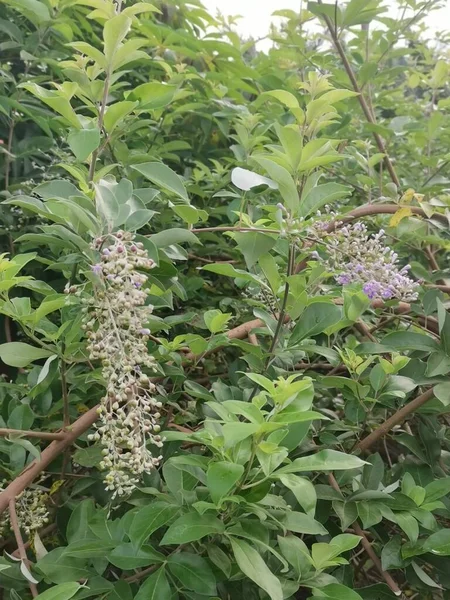 Kleine Chinese Kuise Groeiende Boom — Stockfoto