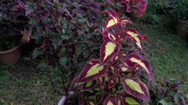 Renkli Coleus scutellarioides yapraklı bitki.