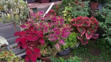 Renkli Coleus scutellarioides yapraklı bitki.