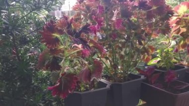 Renkli Coleus scutellarioides yapraklı bitki.
