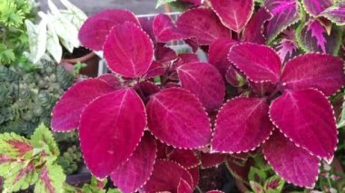 Renkli Coleus scutellarioides yapraklı bitki.