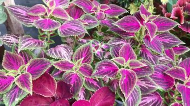 Renkli Coleus scutellarioides yapraklı bitki.