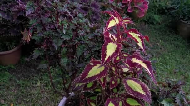 Kolorowe Rośliny Liściaste Coleus Scutellarioides — Wideo stockowe