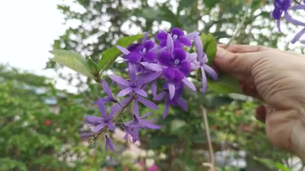 Mooie Paarse Schuurpapier Wijnstok Bloem Plant — Stockvideo