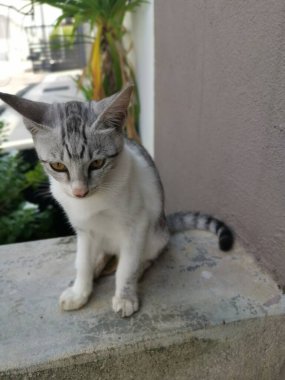 Genç kedi bahçede aylak aylak dolaşır..