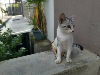 Genç kedi bahçede aylak aylak dolaşır..
