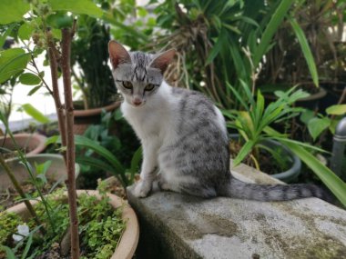 Genç kedi bahçede aylak aylak dolaşır..