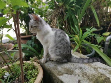 Genç kedi bahçede aylak aylak dolaşır..