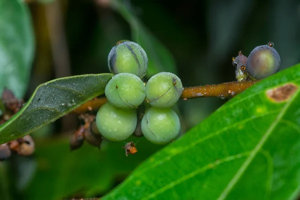 Branch Tiny Cluster Sprouting Ficus Microcarpa Fruits — Stock Photo, Image