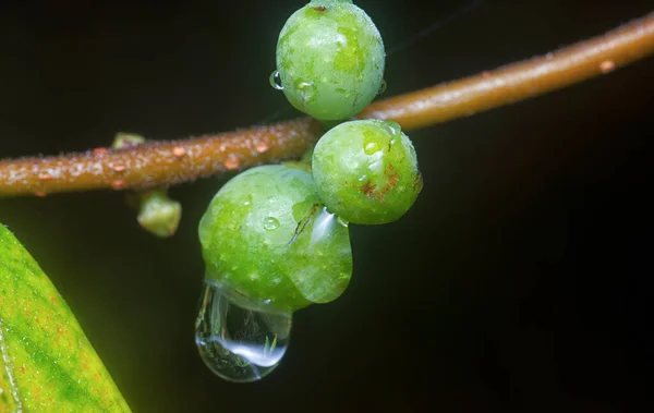 Gałąź Maleńkiego Grona Kiełkujących Owoców Ficus Microcarpa — Zdjęcie stockowe