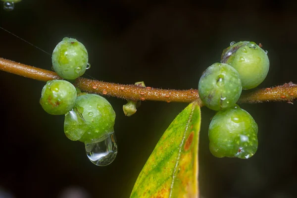 Gałąź Maleńkiego Grona Kiełkujących Owoców Ficus Microcarpa — Zdjęcie stockowe