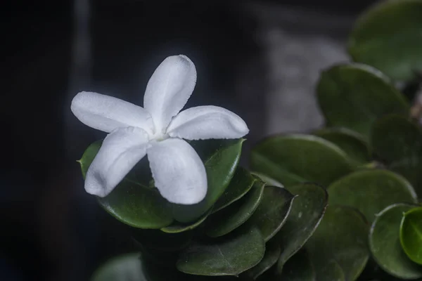 Bliskie Ujęcie Małego Białego Kwiatu Carissa Macrocarpa — Zdjęcie stockowe