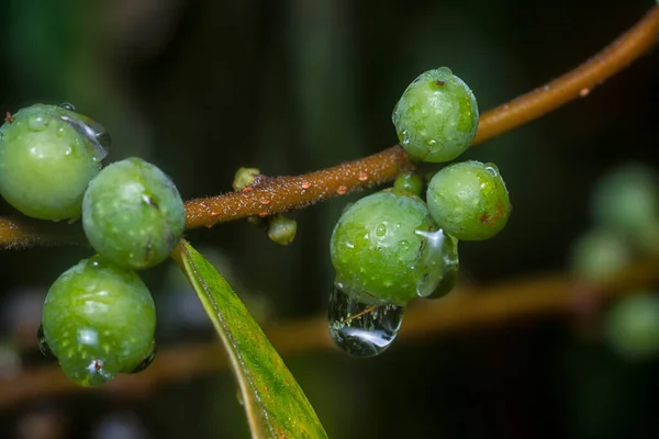 Gałąź Maleńkiego Grona Kiełkujących Owoców Ficus Microcarpa — Zdjęcie stockowe