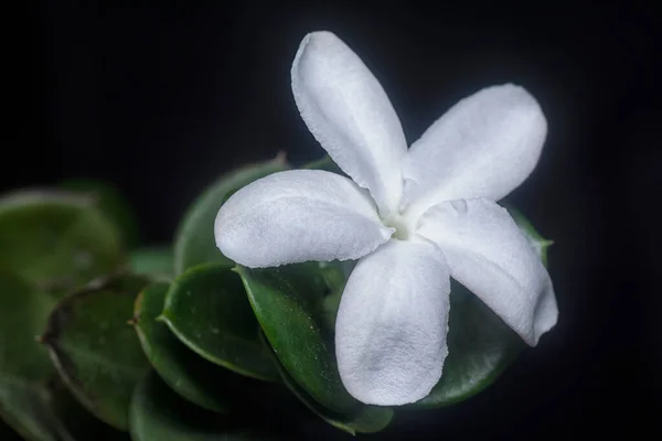 小さな白いカリッサ マクロカルパの花の終わりのショット — ストック写真