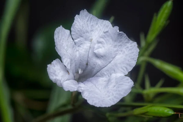 Plan Rapproché Fleur Blanche Ruellia Simplex — Photo