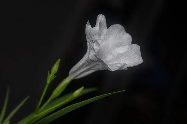 Крупним Планом Зображення Білої Квітки Ruellia Simplex — стокове фото