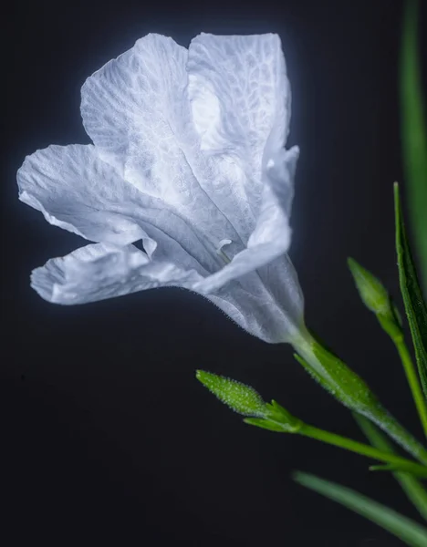 Plan Rapproché Fleur Blanche Ruellia Simplex — Photo