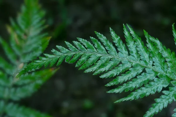 Colpo Ravvicinato Del Filix Femina Selvatico Athyrium Felce Del Piede — Foto Stock