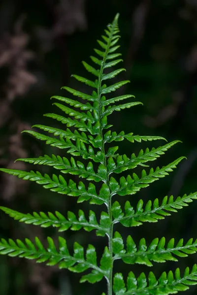 Vahşi Athyrium Filix Femina Sincap Eğreltiotu Yakın Çekim — Stok fotoğraf