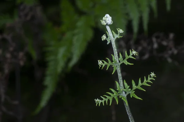 Close Shot Van Wilde Athyrium Filix Femina Eekhoornvoetvaren — Stockfoto