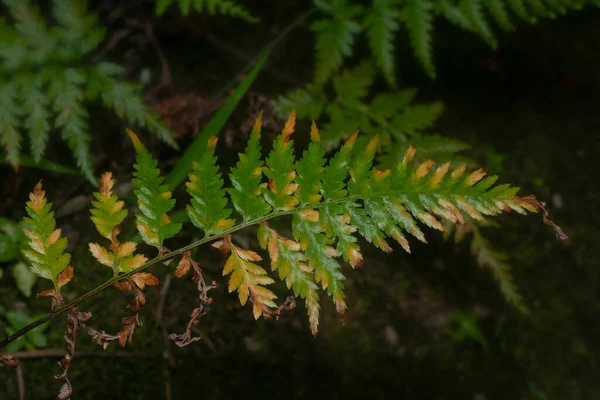 Disparo Cercano Filix Femina Athyrium Salvaje Helecho Del Pie Ardilla — Foto de Stock