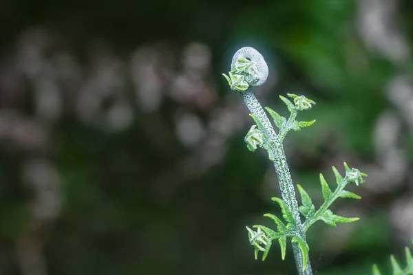 Nahaufnahme Des Wilden Athyrium Filix Femina Oder Eichhörnchen Fußfarns — Stockfoto