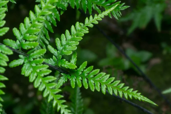 Κοντινή Λήψη Του Άγριου Athyrium Filix Femina Φτέρη Ποδιού Σκίουρου — Φωτογραφία Αρχείου