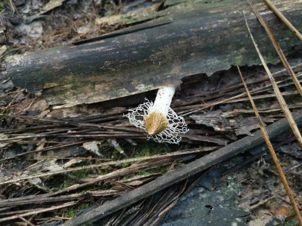 从分枝发芽的单个新婚纱刺角真菌 — 图库照片