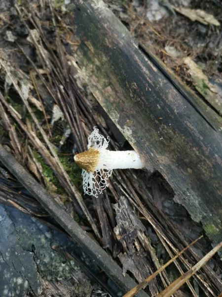 Solo Velo Nupcial Hongos Stinkhorn Que Brotan Rama — Foto de Stock