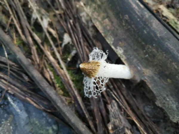 Solo Velo Nupcial Hongos Stinkhorn Que Brotan Rama — Foto de Stock